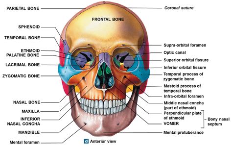 The Skull Anatomy Quiz - Anatomical Charts & Posters