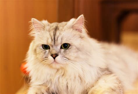 5 COMMON FACTS ABOUT WHITE CAT BREEDS