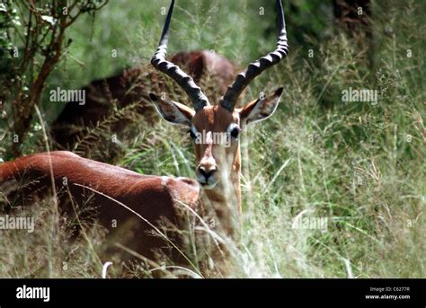 South african safari, Durban Stock Photo - Alamy