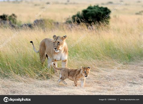 African lion cub Stock Photo by ©VolodymyrBur 129690822