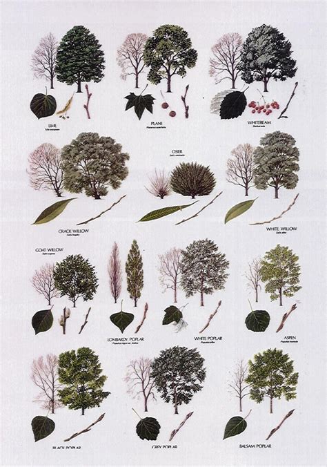 Poplar Tree Identification