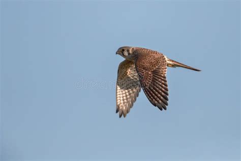 Female American Kestrel in Flight Stock Photo - Image of male, flight: 118827186