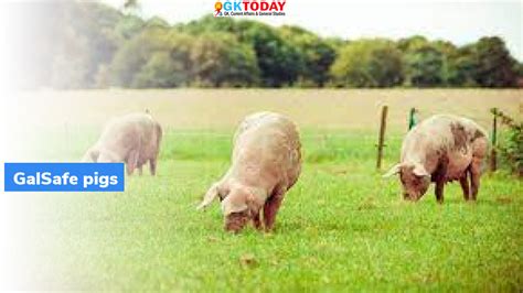 GalSafe Pigs – GKToday