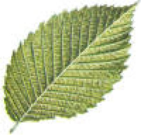 a green leaf is shown against a white background