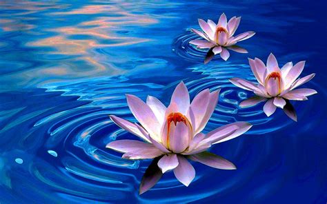 Lotus Flower Wallpapers - Wallpaper Cave