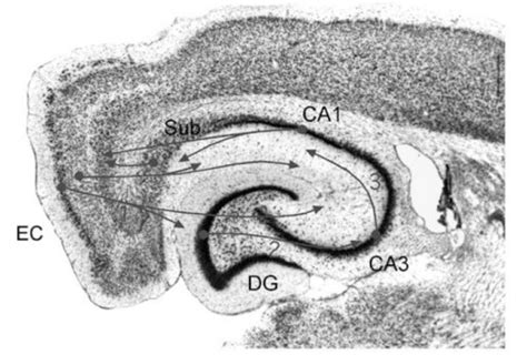 1. Nissl-stained horizontal section of the hippocampus. Figure is... | Download Scientific Diagram