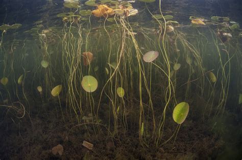 Aquatic Plants In Freshwater Pond Stock Photo - Download Image Now - iStock