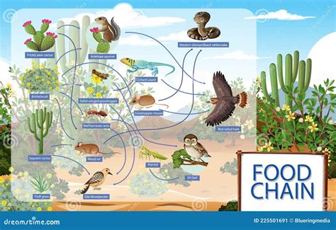 Diagram Showing Desert Animals Food Chain Stock Vector - Illustration of biology, consumer ...