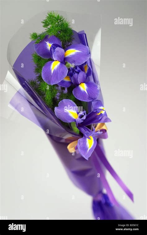 Bouquet of beautiful purple flowers isolated on white background Stock Photo - Alamy