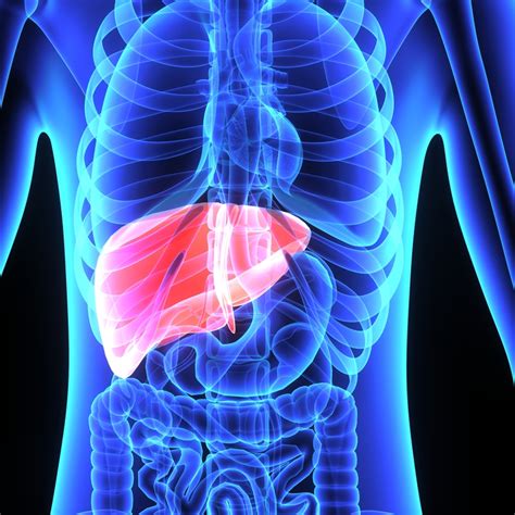 Liver Pain: What It Could Mean - University Health News