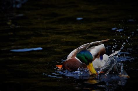 Reviews of the Best Duck Calls You Can Buy - Hunting in the USA