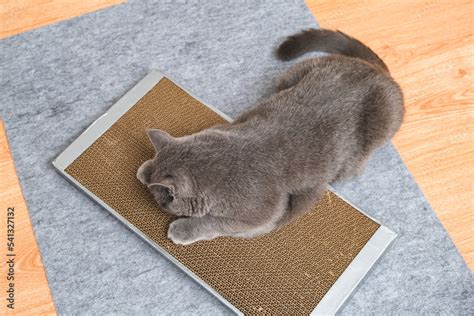 A gray cat is playing on scratching post. Cardboard scratching post. A gray cat is caressing on ...