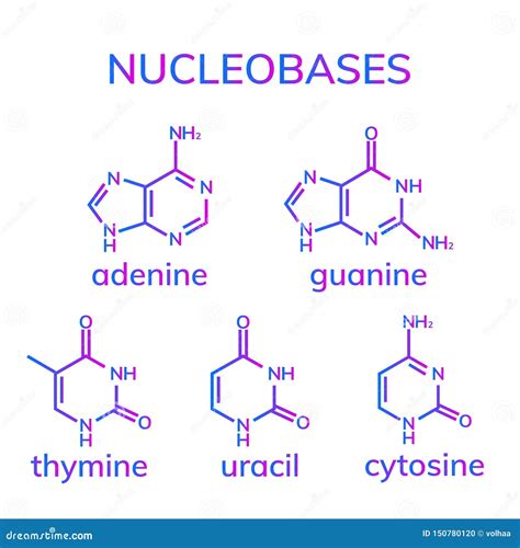 Pyrimidine And Purine Nucleosides Vector Illustration | CartoonDealer.com #152018214