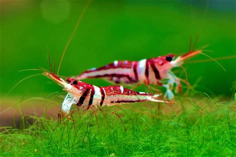 Most Favorite Types of Freshwater Shrimp for Aquarium