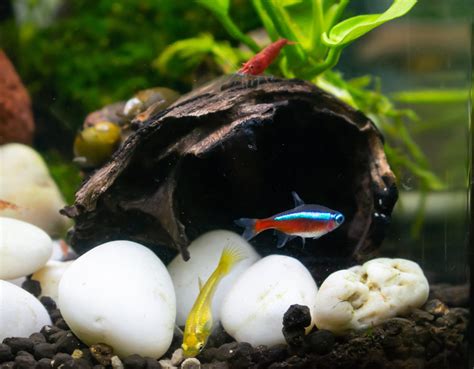 Top 12 Tank Mates to Keep With Cherry Shrimp in Freshwater Tanks – Aquarium Co-Op