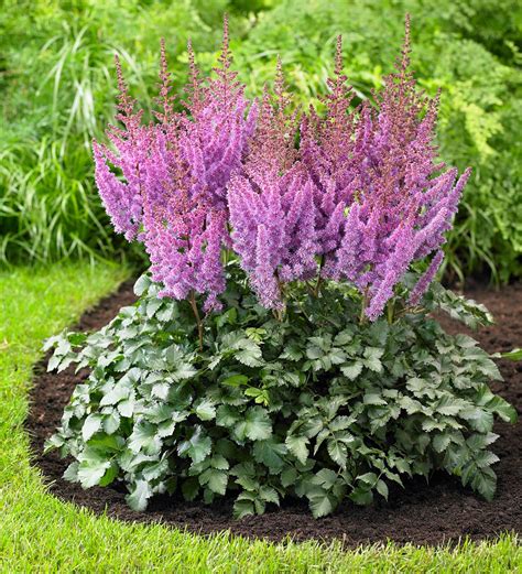 Hosta and Astilbe Shade-Loving Garden Collection With 14 Plants | Wind and Weather