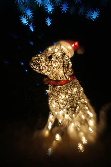 Christmas Dog Lights II by LDFranklin on DeviantArt