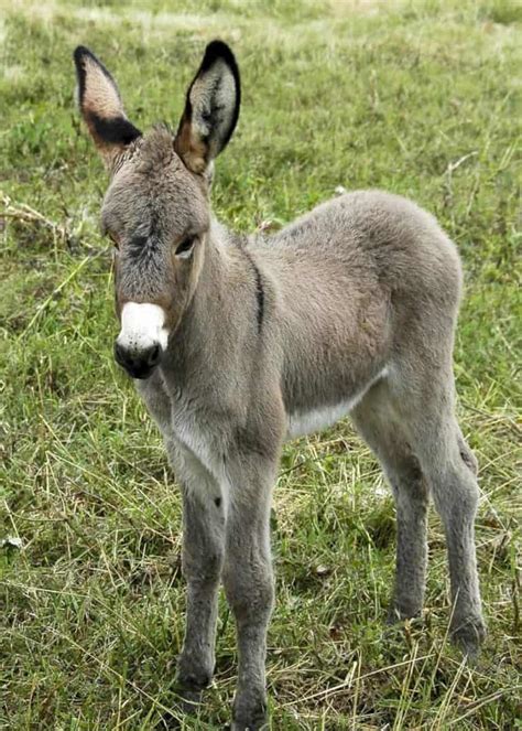 Looking for Donkey Facts? Here are 43 Interesting Facts About Donkeys | Storyteller Travel