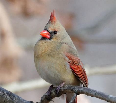 Female Cardinal #5 Photograph by Diane Giurco - Fine Art America