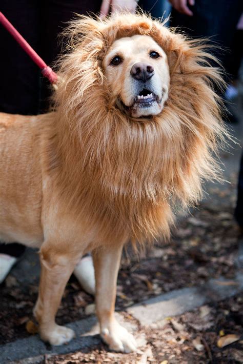 65+ Cute Dog Halloween Costumes Ideas