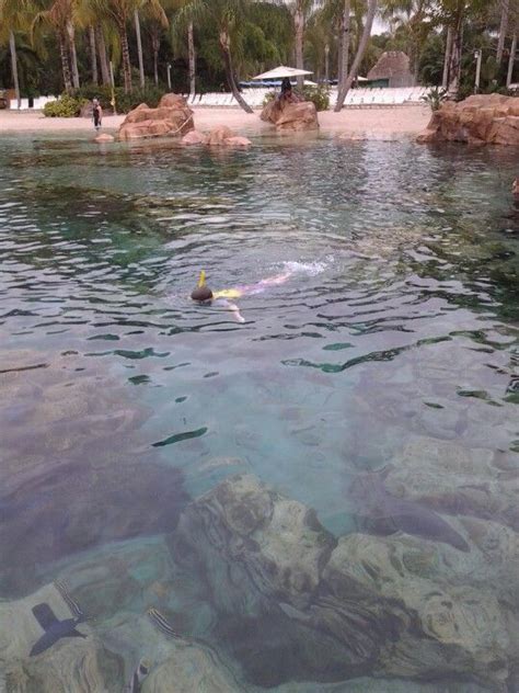 Snorkeling at Discovery Cove ♥