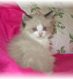 Adorable RagaMuffin Kittens | Take a Peak