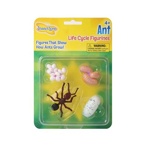 Ant Life Cycle Stages | Becker's School Supplies