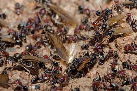 Tips to Locate Ant Colonies In Your House