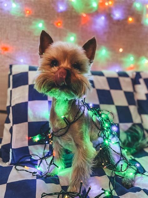 Brown Dog with Christmas Lights · Free Stock Photo