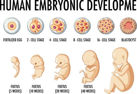 Human Embryo Development Stages