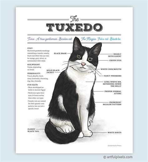 Russian Blue Tuxedo Cat | lupon.gov.ph