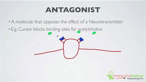 Antagonists Vs Agonists