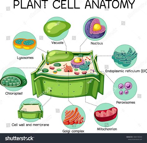 Anatomy Plant Cell Biology Diagram Illustration Stock Vector (Royalty Free) 1883190343 ...