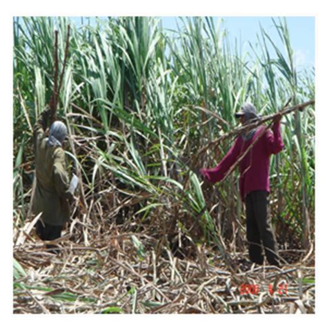 Expert System for Sugarcane