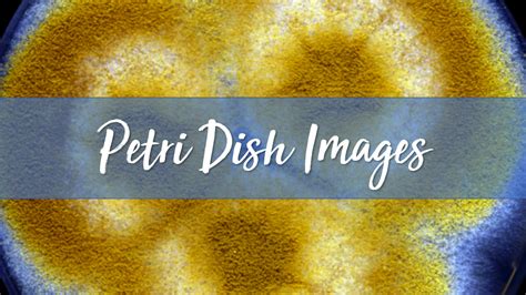 Petri Dish Images for Art Projects - The Arty Teacher