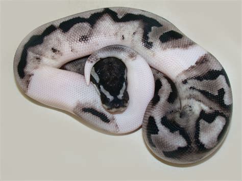 Axanthic Pied - Morph List - World of Ball Pythons