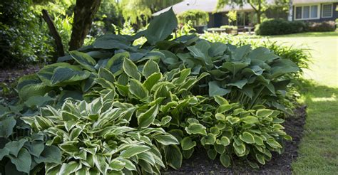 Best Varieties of Hosta for Shade - MyGardenLife