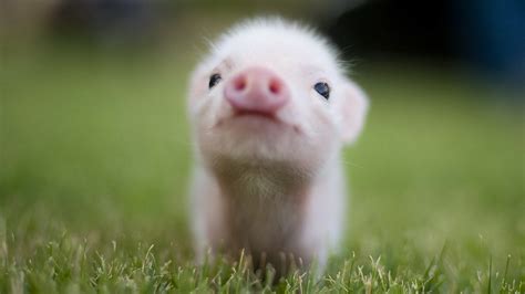 Teacup Pigs in Connecticut – Habitats Diego