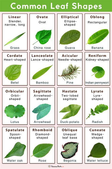 Different Types of Leaves with Names and Pictures