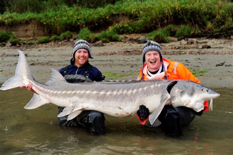 International Fishing News: CANADA: Huge sturgeon on Fraser River