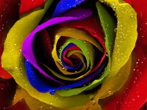 Rainbow Roses - Wallpaper, High Definition, High Quality, Widescreen