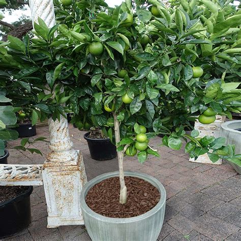 Key Lime Tree | Key Lime Tree for Sale - PlantingTree