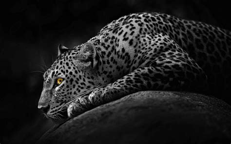 Black Cheetah Wallpapers - Top Free Black Cheetah Backgrounds - WallpaperAccess