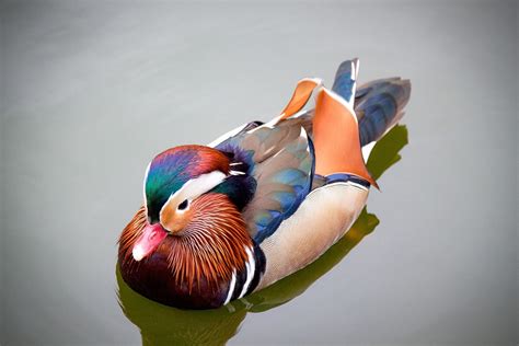 Mandarin Duck Bird - Free photo on Pixabay - Pixabay