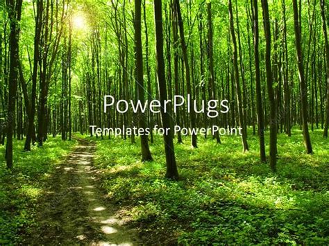 PowerPoint Template: path in green forest with huge trees and sunlight (14952)