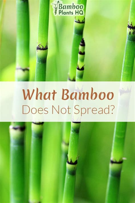 Non-Invasive Bamboo – What Bamboo Does Not Spread?