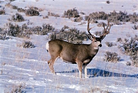 Mule deer | Behavior, Habitat & Diet | Britannica