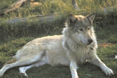 Grand Teton National Park Wildlife Spotting - Jackson Hole Traveler