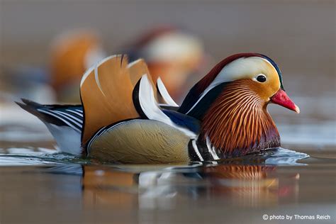 Image, Stock Photo Mandarin Duck plumage and feathers | Thomas Reich, bilderreich