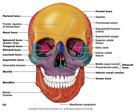 Axial Skull Anatomy